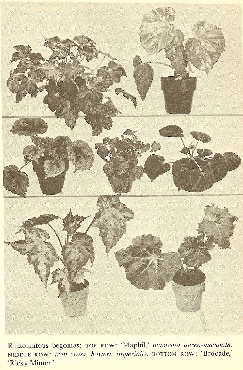 B. ‘Brocade’